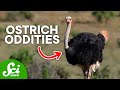 Ostrich Behavior and Adaptations