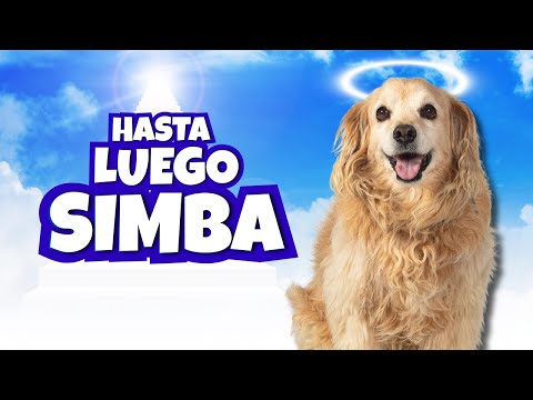 Daniel El Travieso - Hasta Luego Simba.