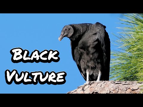 Black Vulture