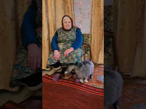 Эту Песню Без Слёз Слушать Невозможно!!! Голубка моя!!#песня #деревня #гармонь #любовь