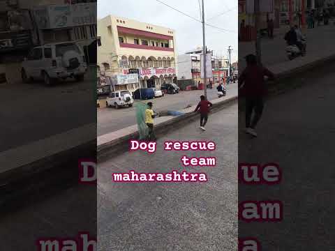 Dog rescue team maharashtra #dog #animal #rescue #animalrescue #streetdog #viralshort #rescuedog
