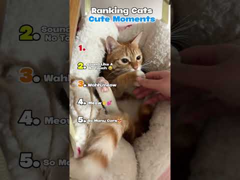 Ranking Cats Cute Moments