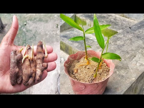 Grow ginger at home very easily