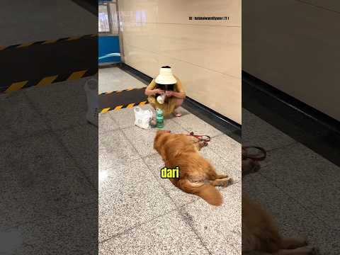 Anjing ini di marahin pemiliknya karena malas untuk berjalan โผ๏ธ #shots #viralshort