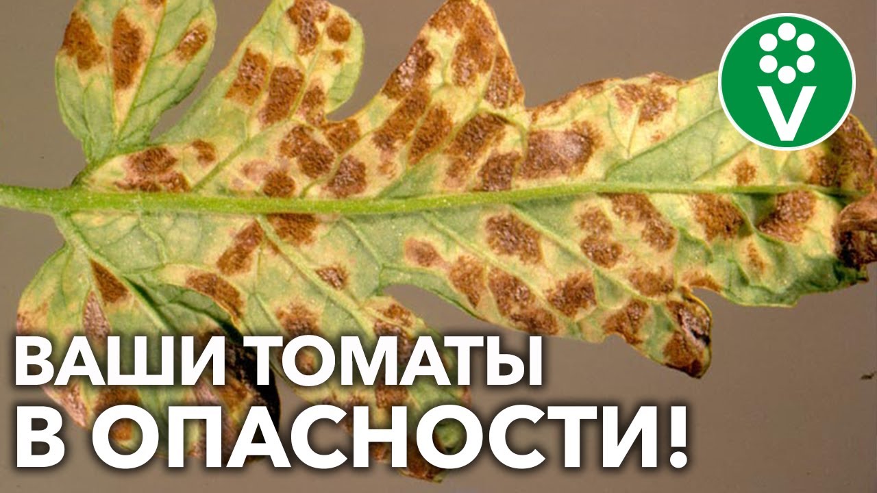 Кладоспориоз на томатах! Сделайте так и вы победите коварное заболевание!
