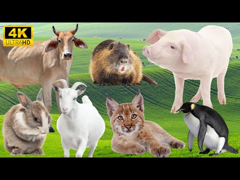 Wild & Farm Animals in Harmony: Cow, Capybara, Pig, Lynx, Goat - Animal Sounds