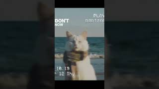 CATS! |diet mountain dew edit| #haveitoldyoulatelythatiloveyou #cats #edit #lyric #lyricedit #fyp