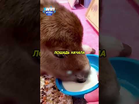 Женщина приютила лошадку❤️ #животные #animals