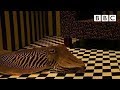 Cuttlefish Camouflage and Behavior