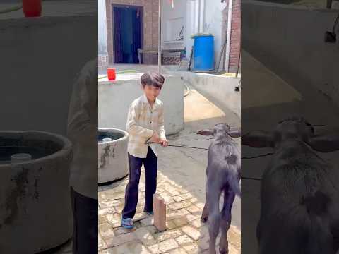 Mhari Dhani🥰 #shortvideo #villagelife #desilife #viralvideo #trending #shorts