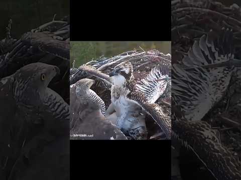 An eagle chick faces off against a falcon..