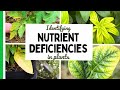 Plant Nutrient Deficiencies Assessment