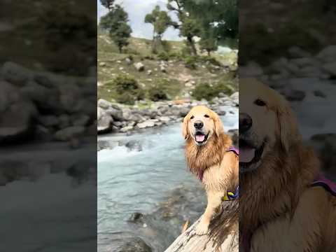 Maffu ki Kashmir diaries ๐ #kahsmir #travel #travelvlog