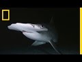Understanding Sharks: A Wildlife Filmmaker's Perspective