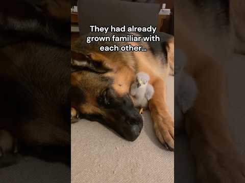 My dog came home with a friend 🥹❤️ #wholesome #animals #animal #nature