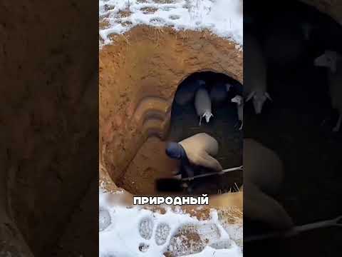 袟袗效袝袦 袩袗小孝校啸袠 袟袗袚袨袧携挟孝 袨袙袝笑 袩袨袛 袟袝袦袥挟?! 馃く