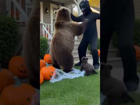 bear scared by halloween decoration 28
