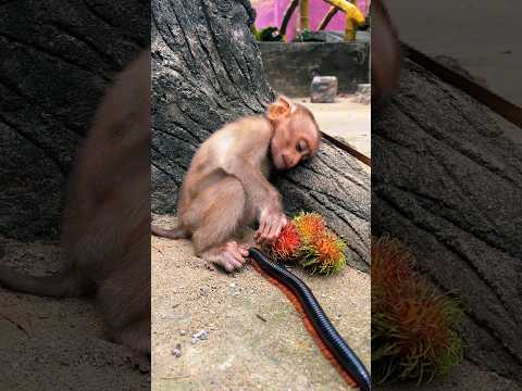 This tiny millipede scared a big monkey?! 😂🐛🐒 #shortvideo #millipede #monkey