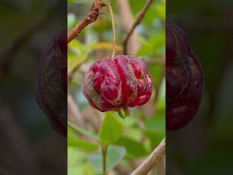 เดเตเดฑเดฟเดเดณเดฟเตฝ เดธเตเดชเตเดชเตผ เดเตเดธเตเดฑเตเดฑเต เดเดณเตเดณ Black Surinam เดเดดเดฟเดเตเดเต๐ซ เดเดคเต เดจเดฟเดฑเดฏเต เดเดฃเตเดเดพเดเดพเตป เดเดเตเดฐเดนเด โค๏ธ