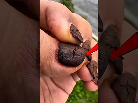 দেখুন অর্গানিকভাবে মেহেদী তৈরির অদ্ভুত পদ্ধতি 🌿 | Mehendi Making #Shorts