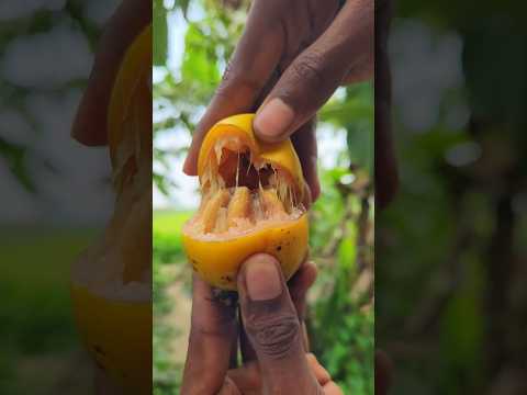 Dig the soil and bury the mangoes to ripen #camping #bushcraft #survival #outdoors #shorts