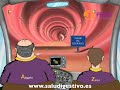 Conceptos Clave del Sistema Digestivo