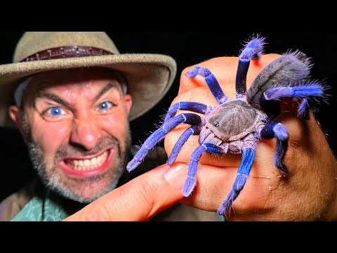 BITTEN by a VENOMOUS Blue Tarantula TWICE!