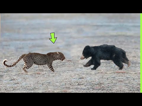 INACREDITÁVEL URSO ENCONTRA LEOPARDO