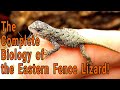 Eastern Fence Lizard Knowledge Assessment