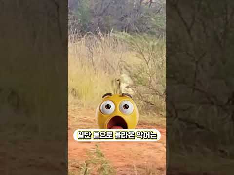 사자를 먹은 ‘악어’의 최후