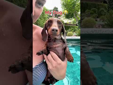 My Friends Dog vs. My Dog #shorts