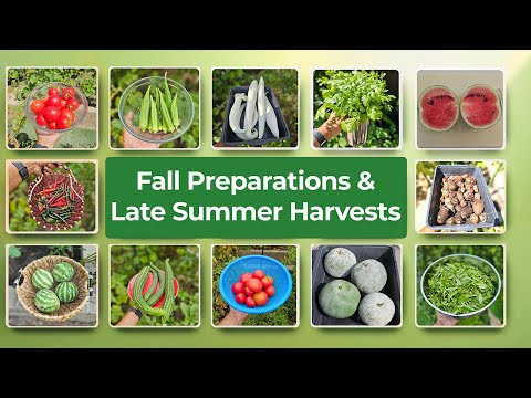 Late Summer Harvests & Fall Planting Guide | Things to Do, Seed Saving, and Harvest Tips