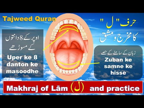 Learn letter lam in Tajweed | How to pronounce letter Lam (ل) in Quran| Tajweed Quran for beginners