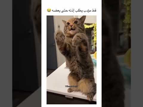 قط مؤدب 😭 #music #dance #اكسبلور #funny #bts #anxiety #btsarmy #بتس #ارمي #fyp #shorts #لايك_اشتراك
