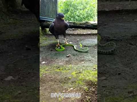 ईगल और सांप  eagle and snake
