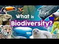 Biodiversity and Its Importance