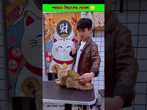 Handling an Aggressive Cat for Bath Time! 🐱🚿 | Professional Pet Grooming Tips