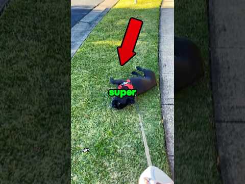 Dogs being super dramatic.                     #dog #funny #pets