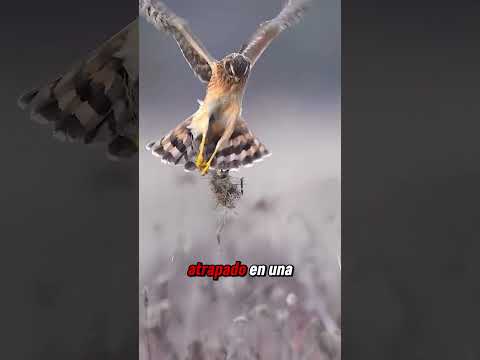 La Pesadilla de las Avispas: El Halcón de Miel! 🦅🐝