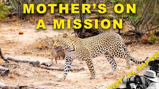 Leopard Mothers And Cubs & Ranger's Highlights | Virtual Safari #287
