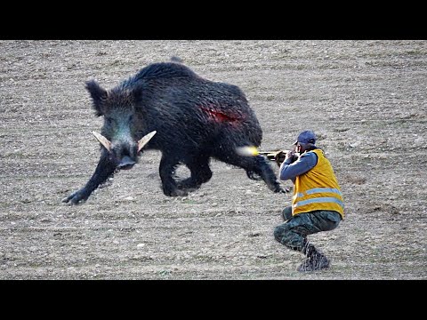 How American Farmers Deal With Giant Wild Boars Attacking Farms And Crops