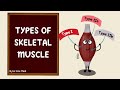 Muscle Fibre Types and Functions