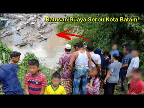 Viral! Ratusan Buaya Mendadak Serbu Kota Batam! Ternyata ini Penyebabnya