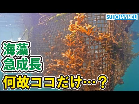 港の海藻が爆速で成長中！なにこれ…？