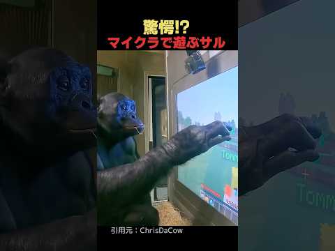 驚愕!?マイクラで遊ぶサル