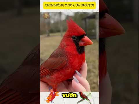 CHIM HỒNG Y GÕ CỬA NHÀ TÔI