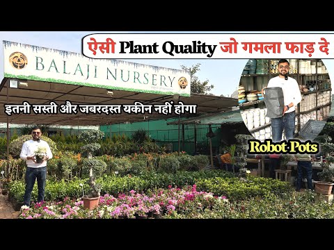 ऐसे Plants और Gamale Pots मार्केट में नहीं मिलने वाले, इतनी सस्ती और जबरदस्त Quality? यकीन नहीं होगा