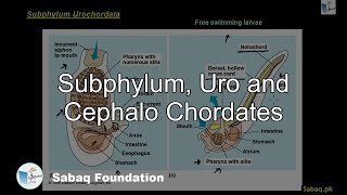 Subphylum, Uro and Cephalo Chordates