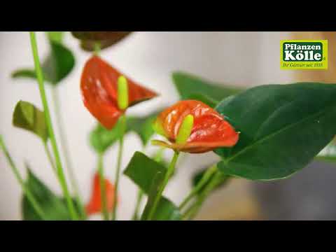 Flamingoblume im Portrait | Pflanzen-Klle