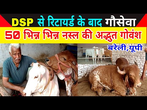 DSP से रिटायर्ड के बाद शुरू किया गौशाला,एक से बढ़कर एक अनमोल रतन/#farming/dairy farm barely up ||